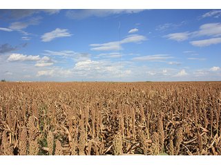 Property photo 59 - LAND AUCTION, 3255+/- Acres offered in 13 Tracts